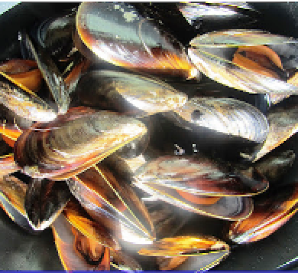 MEJILLONES RELLENOS O TIGRES EN Thermomix®